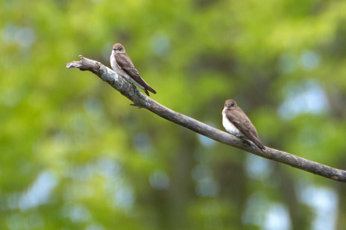 Northern Rough-winged Swallow - ML618972115