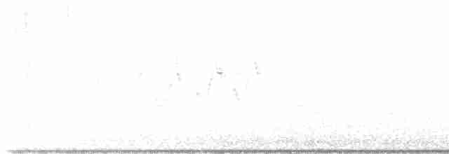 Connecticut Warbler - ML618972174