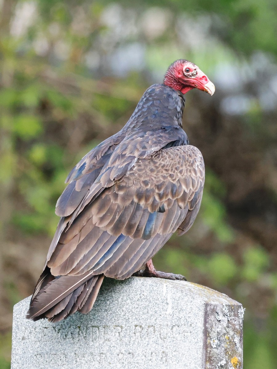 Turkey Vulture - Denis Tétreault