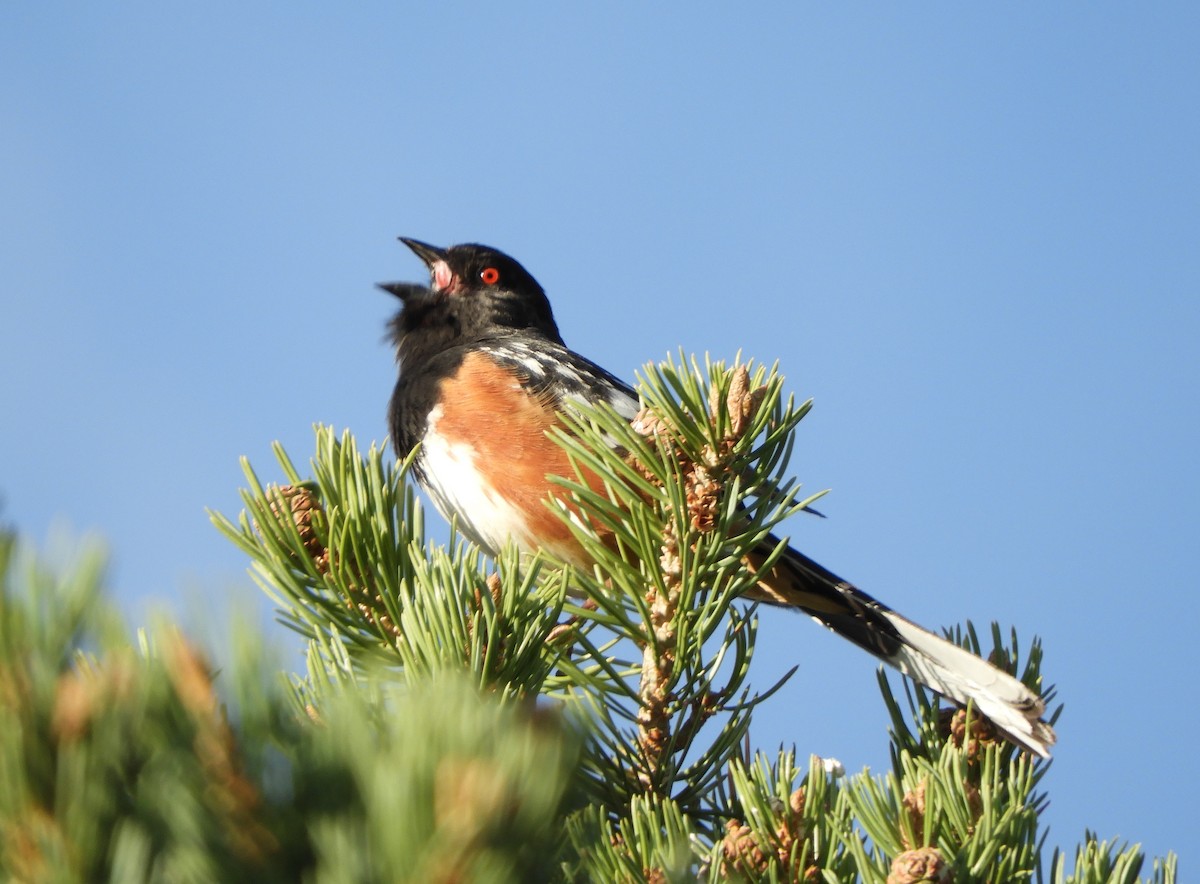 Spotted Towhee - ML618972210