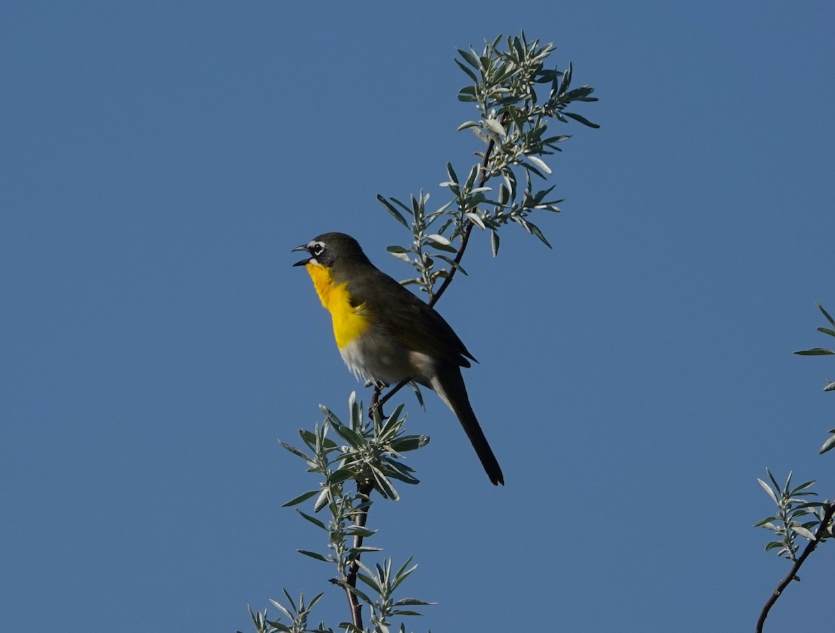 Yellow-breasted Chat - ML618972213