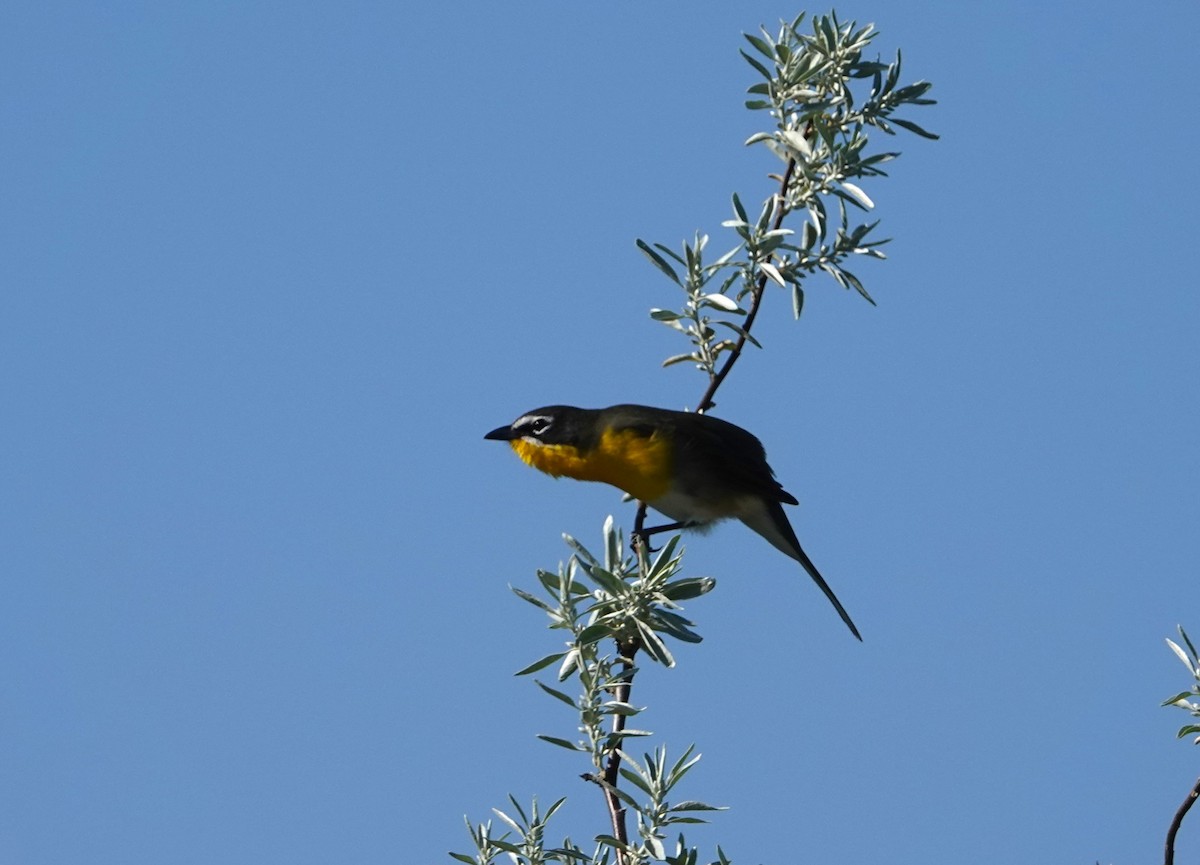 Yellow-breasted Chat - ML618972217