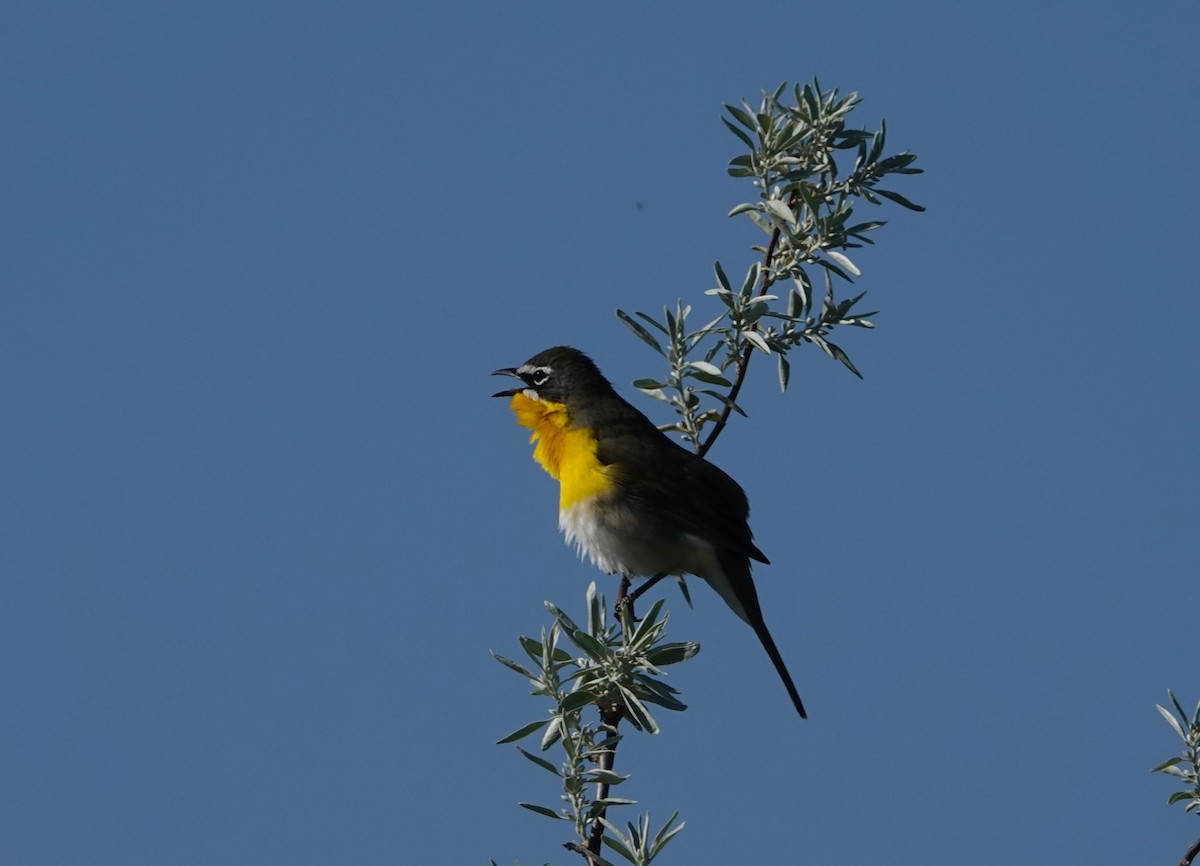 Yellow-breasted Chat - ML618972220