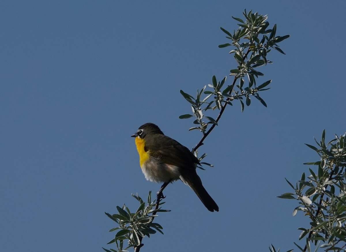 Yellow-breasted Chat - ML618972222