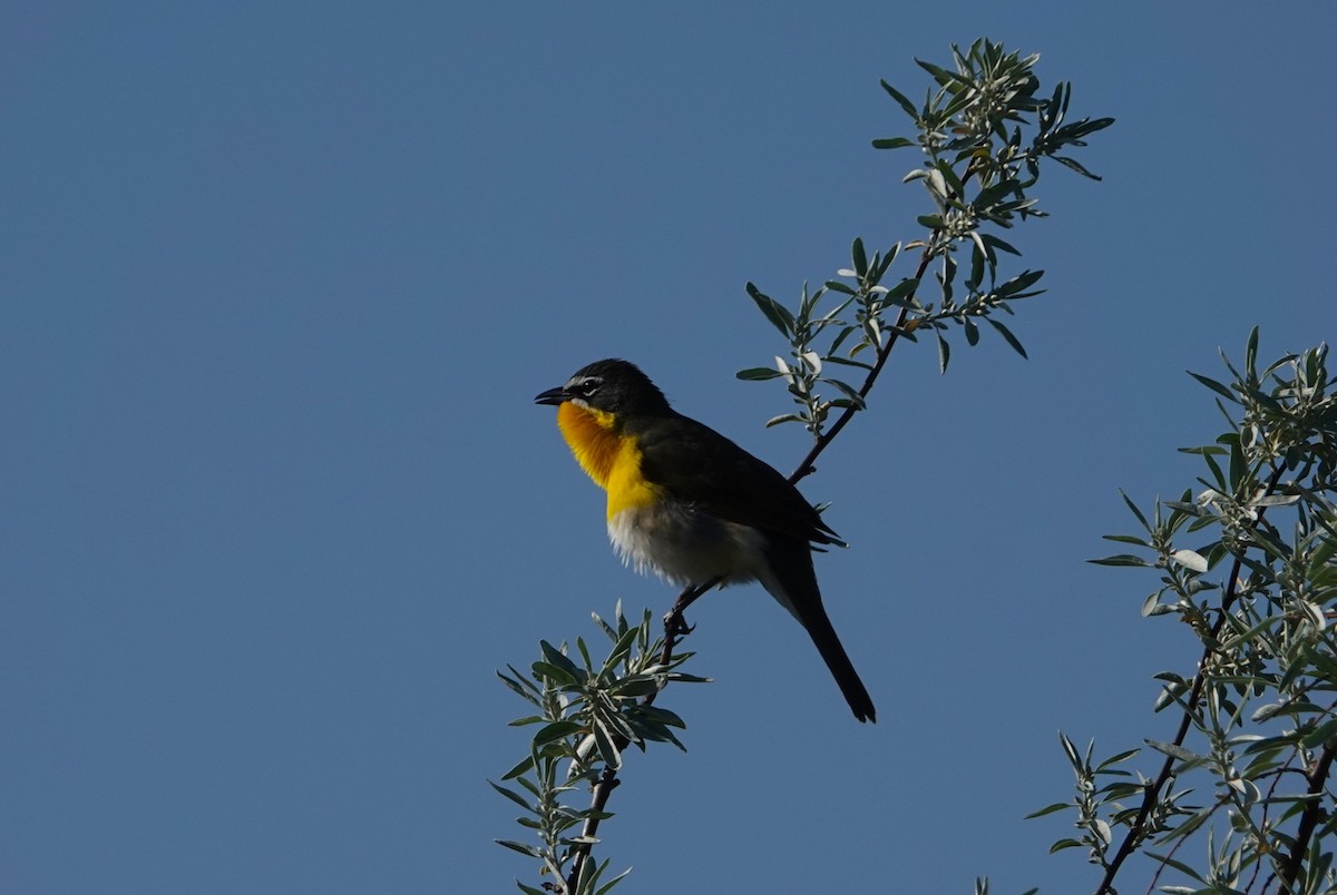 Yellow-breasted Chat - ML618972227