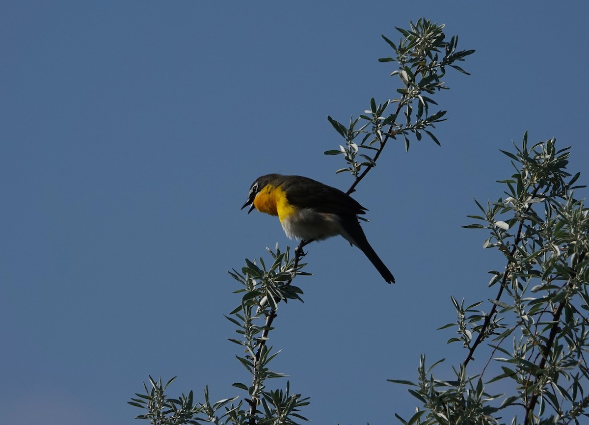 Yellow-breasted Chat - ML618972231