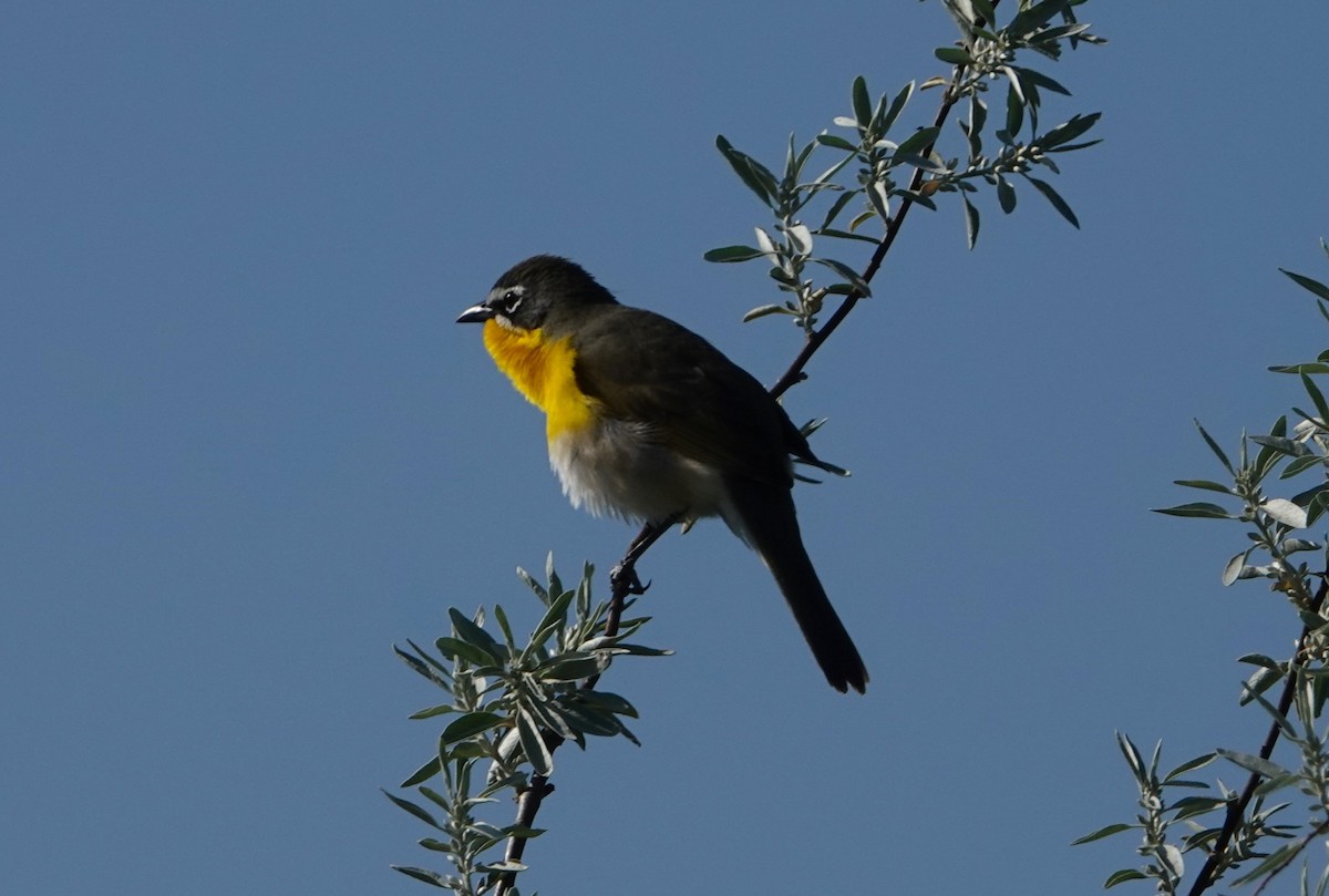 Yellow-breasted Chat - ML618972241