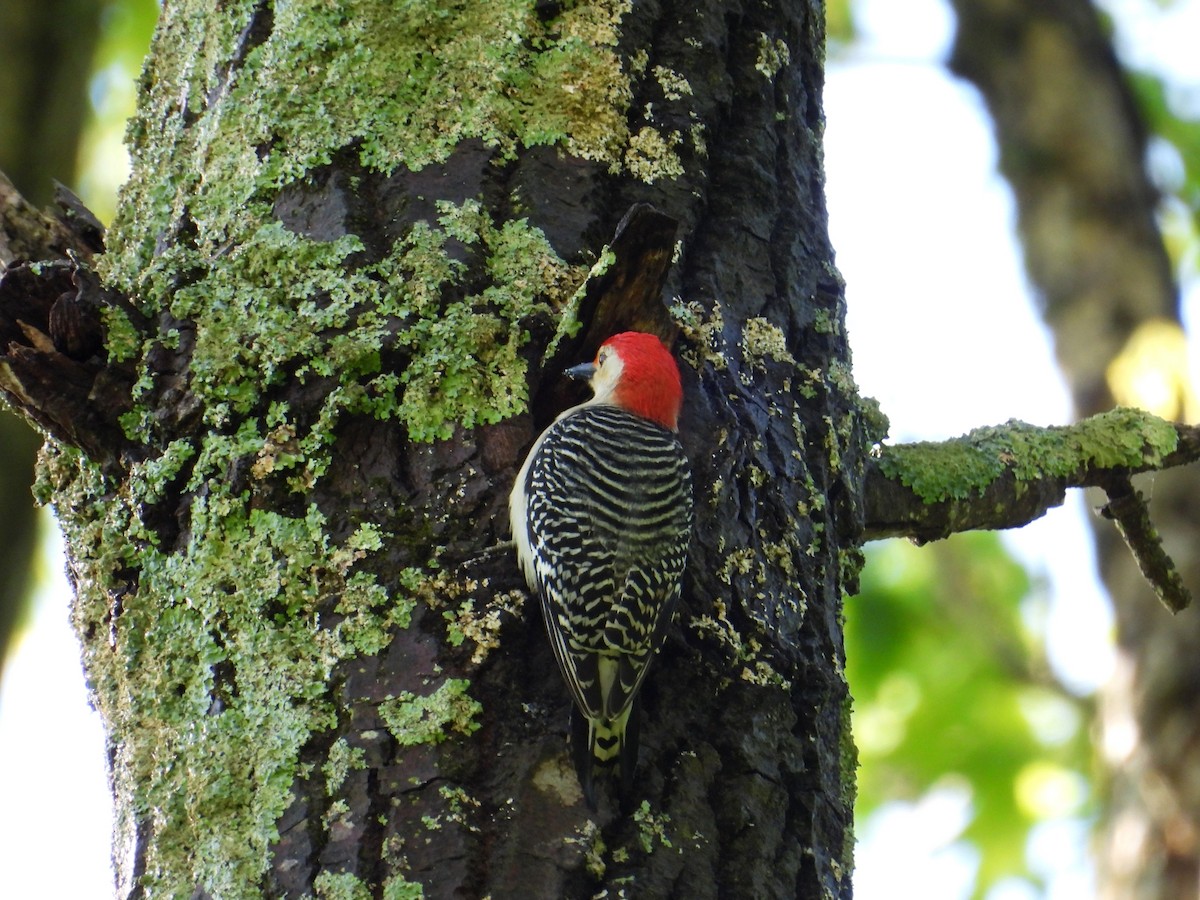 Red-bellied Woodpecker - ML618972270