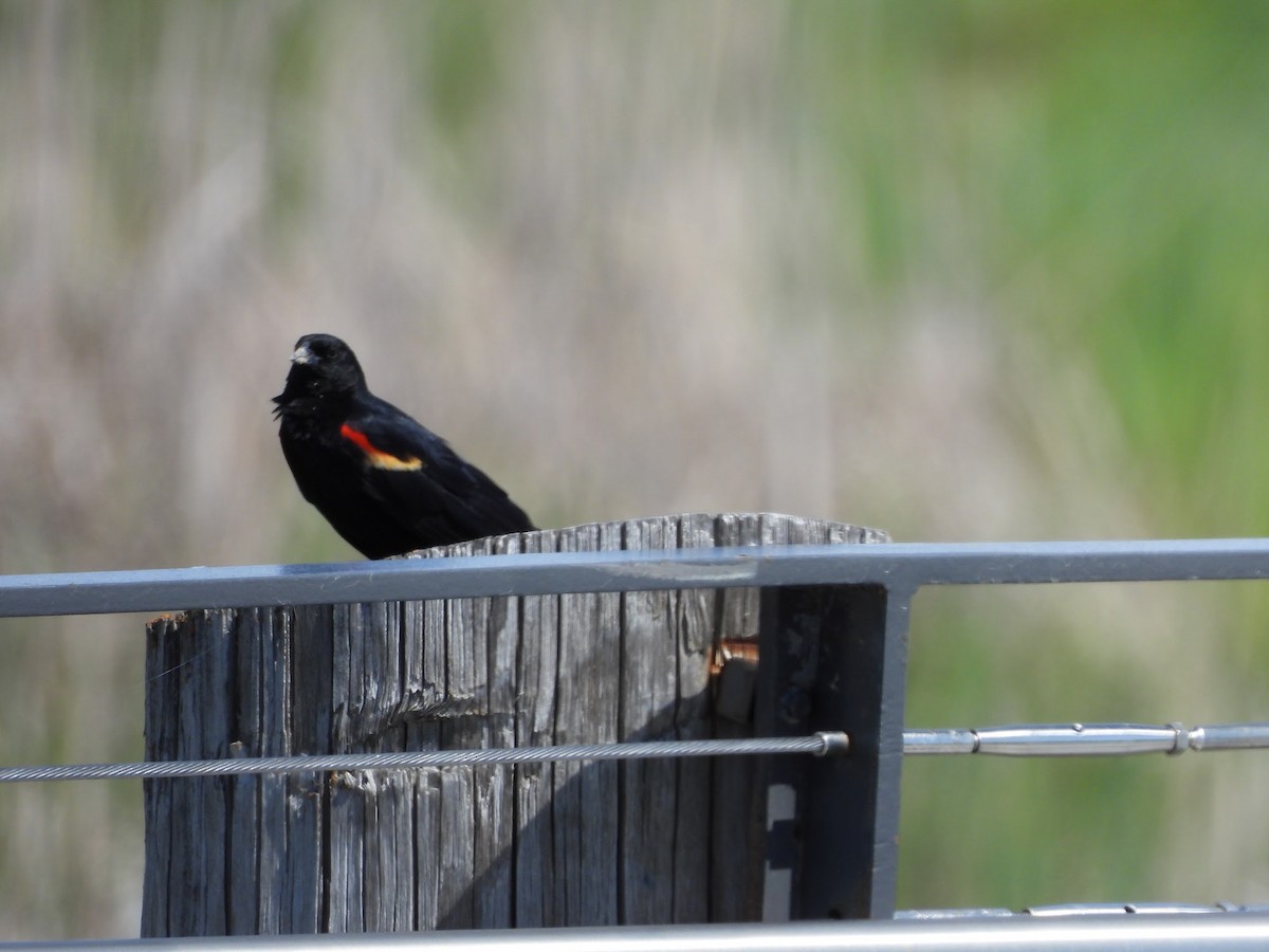 Red-winged Blackbird - ML618972326