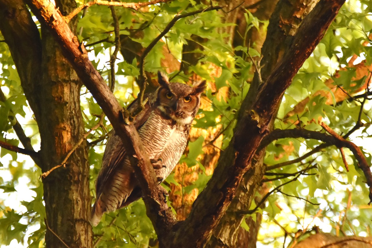 Great Horned Owl - ML618972357