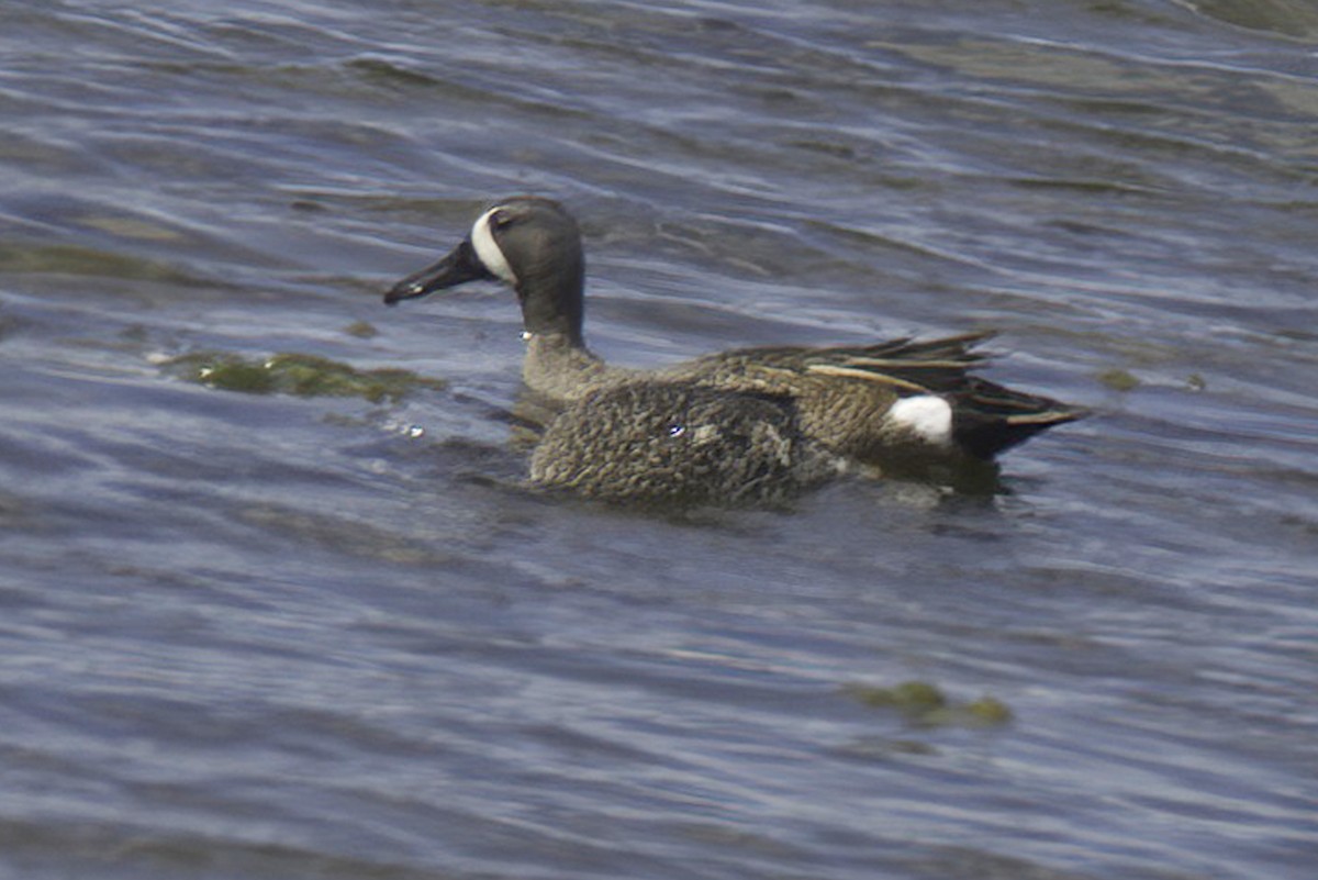 Blue-winged Teal - ML618972453