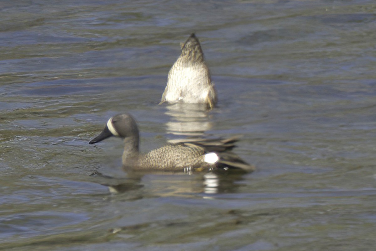Blue-winged Teal - ML618972454