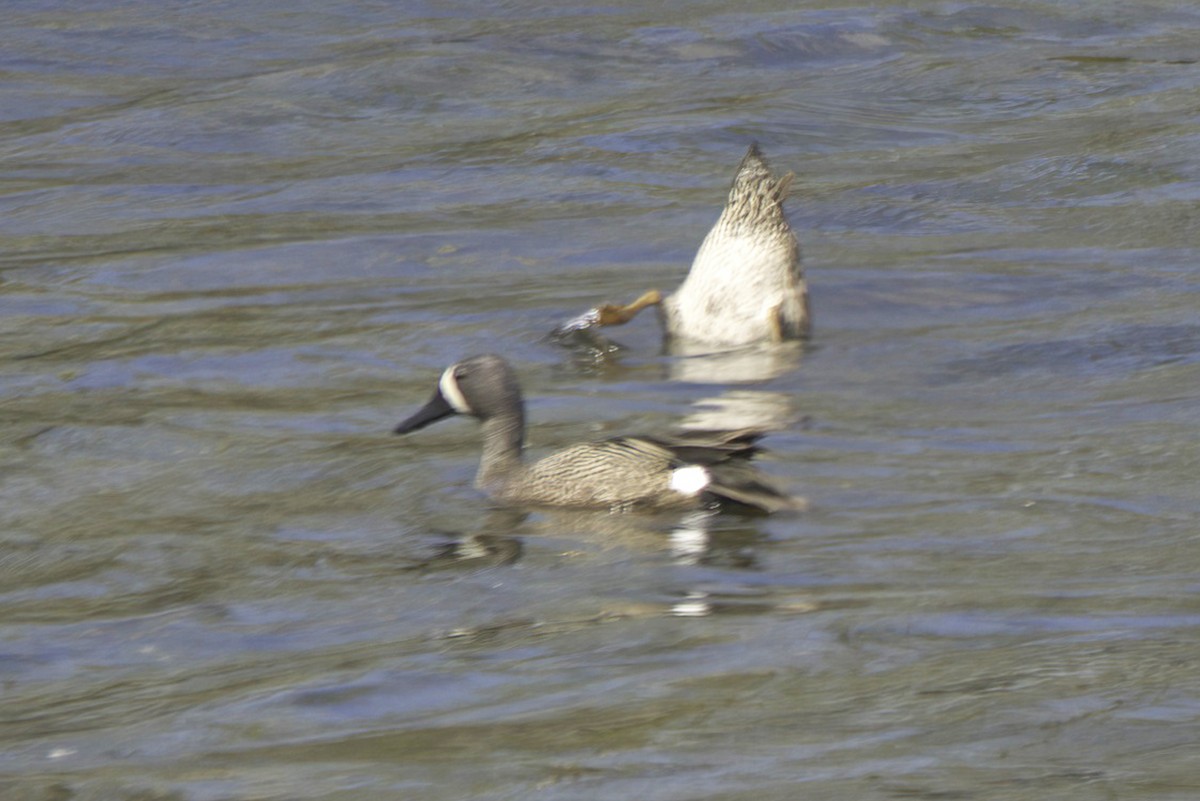 Blue-winged Teal - ML618972461