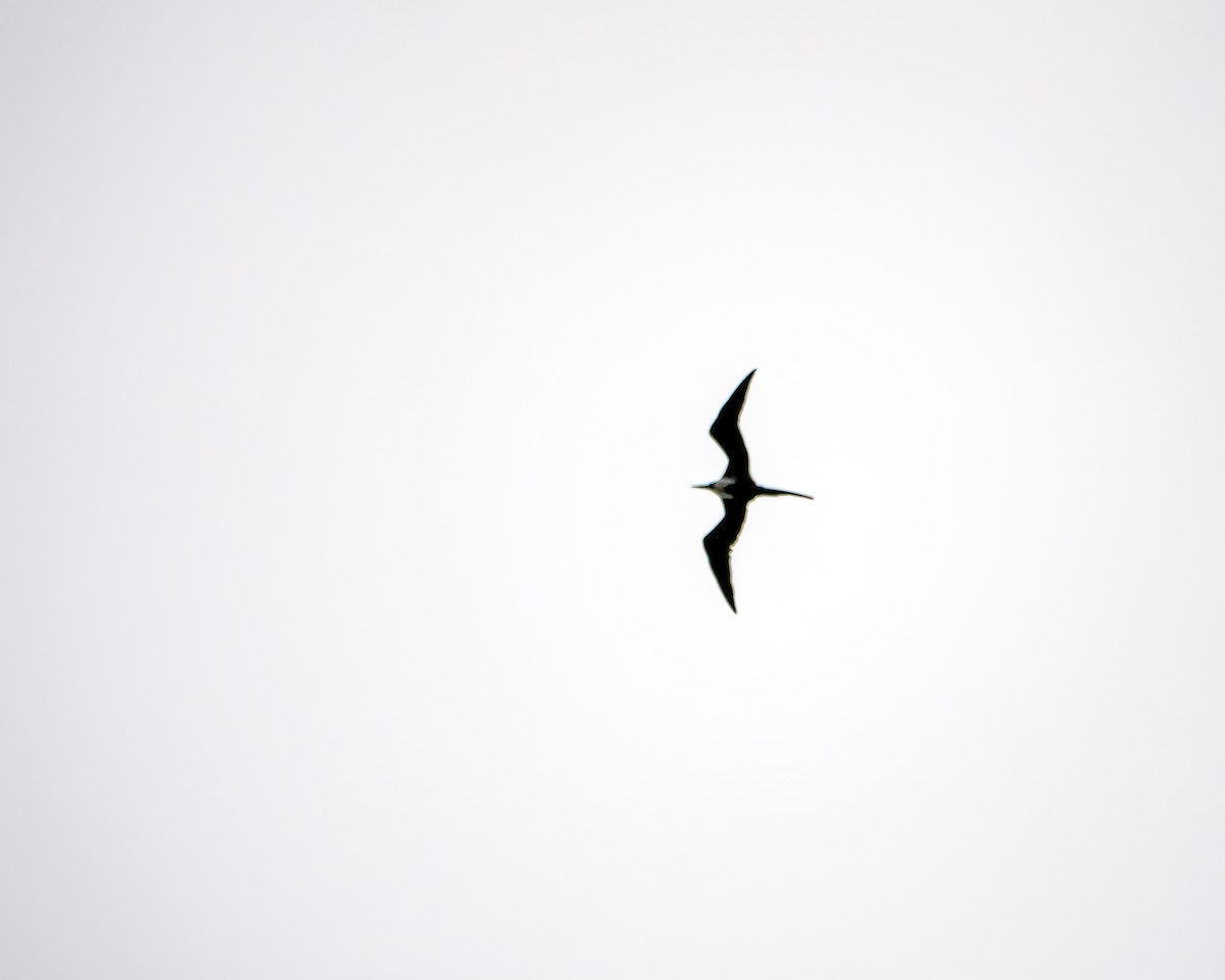 Magnificent Frigatebird - Albino Paiva