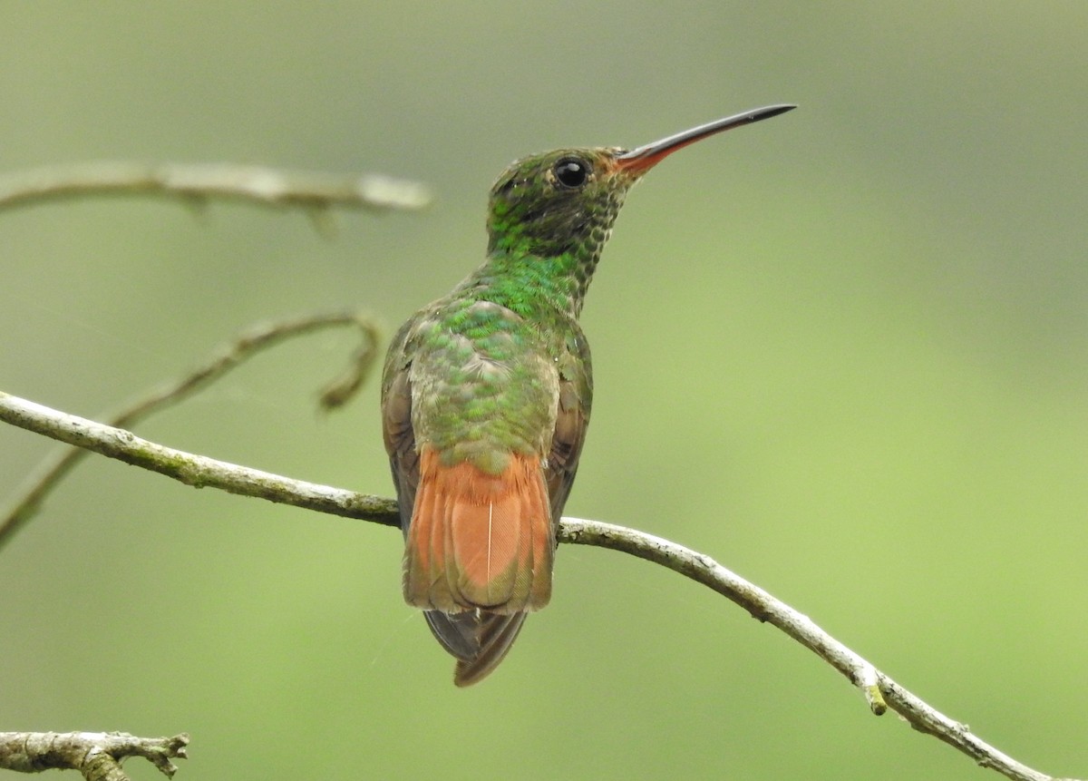 Rufous-tailed Hummingbird - ML618972523