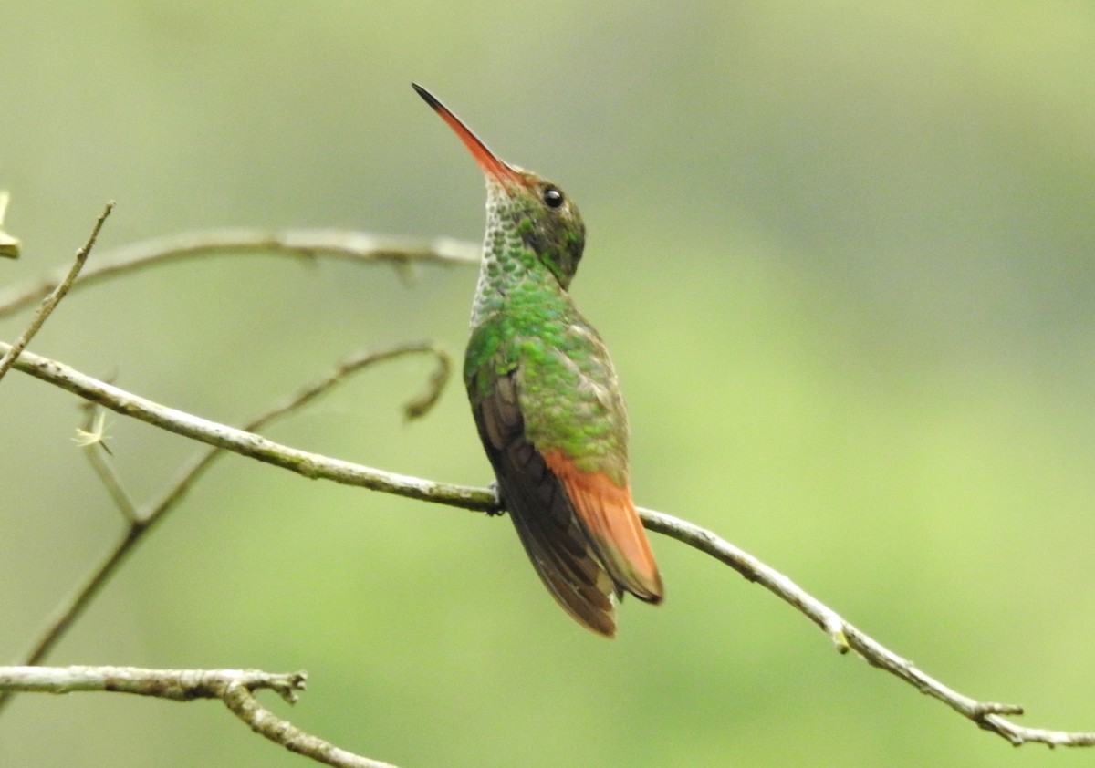 Rufous-tailed Hummingbird - ML618972535