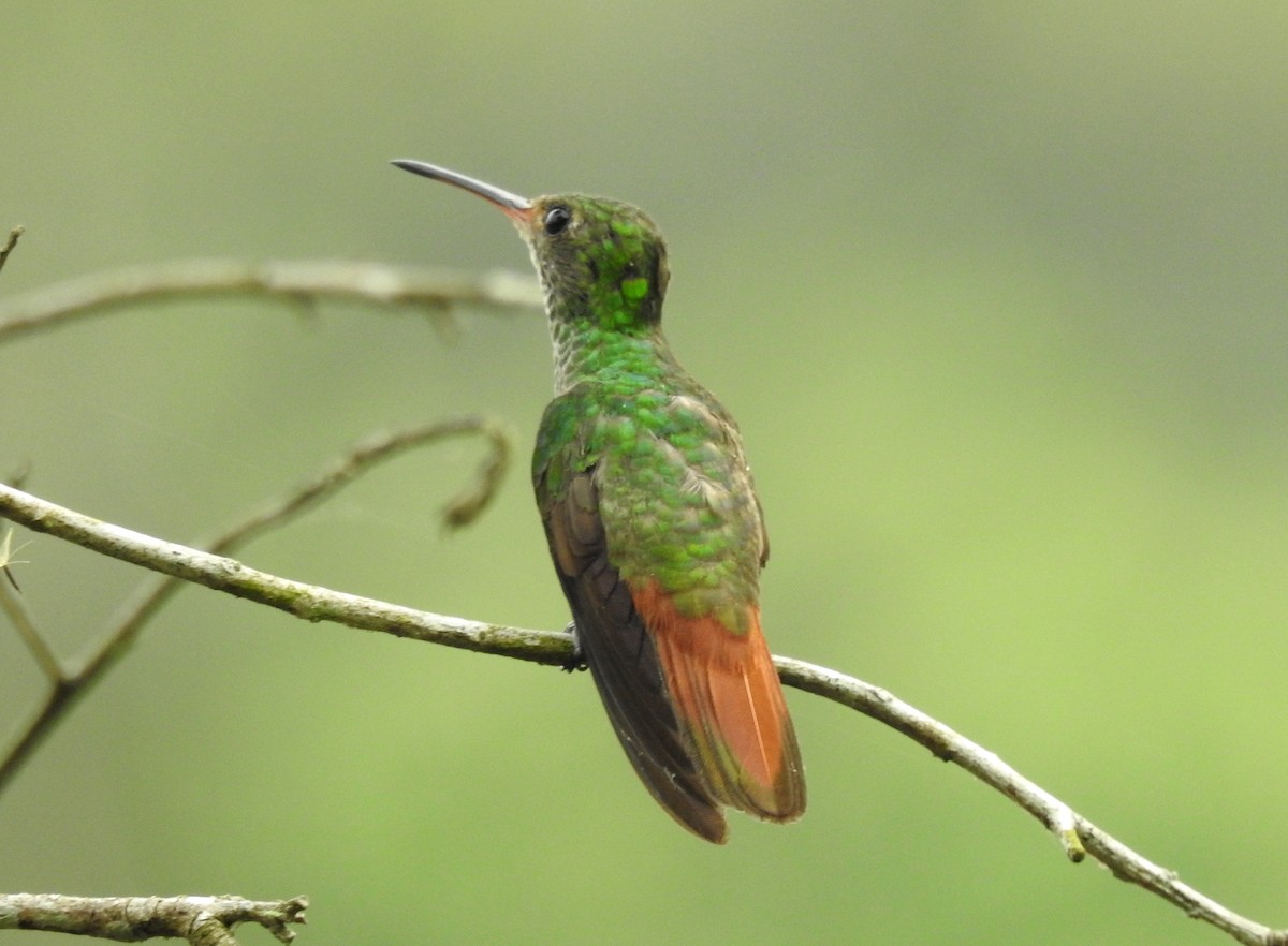 Rufous-tailed Hummingbird - Pablo Bedrossian