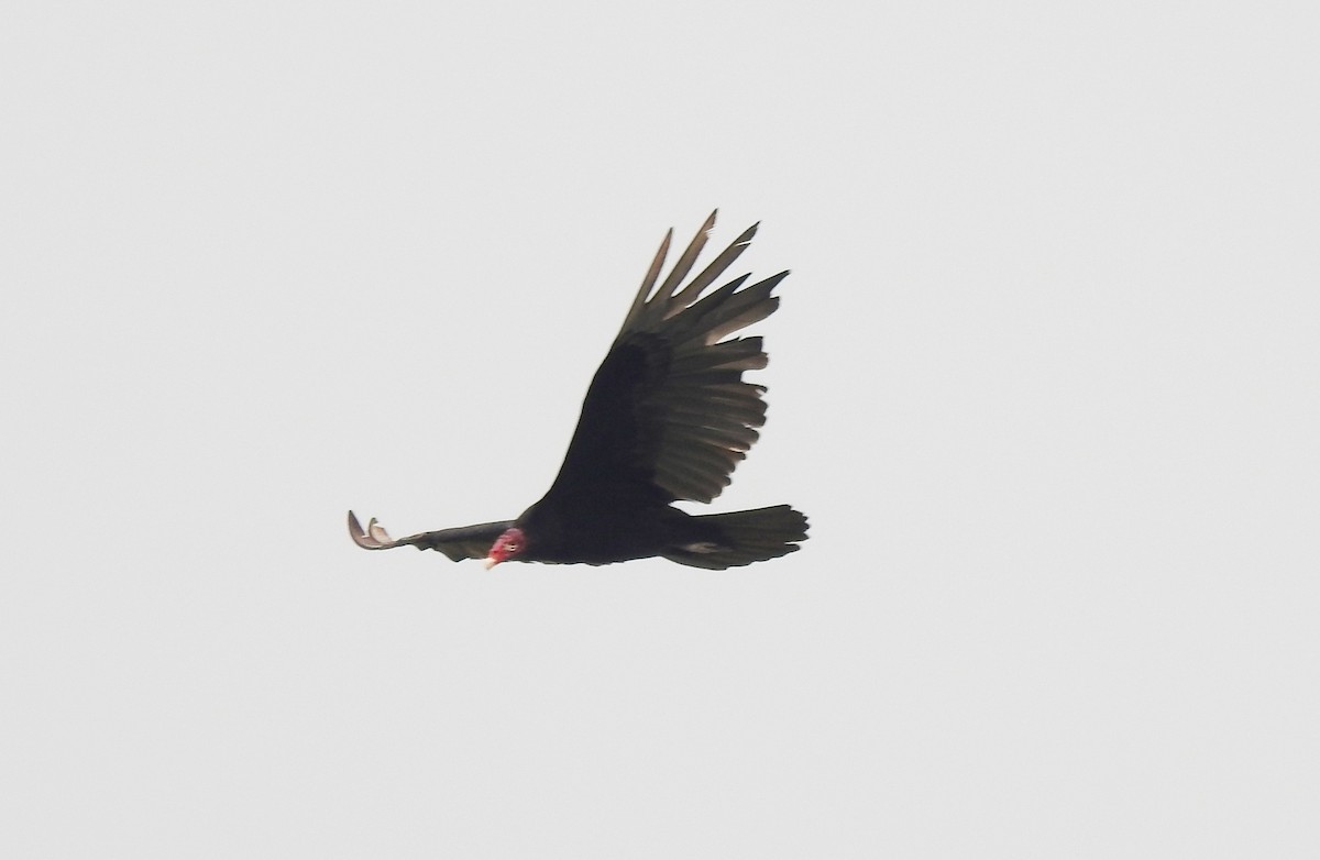 Turkey Vulture - Pablo Bedrossian
