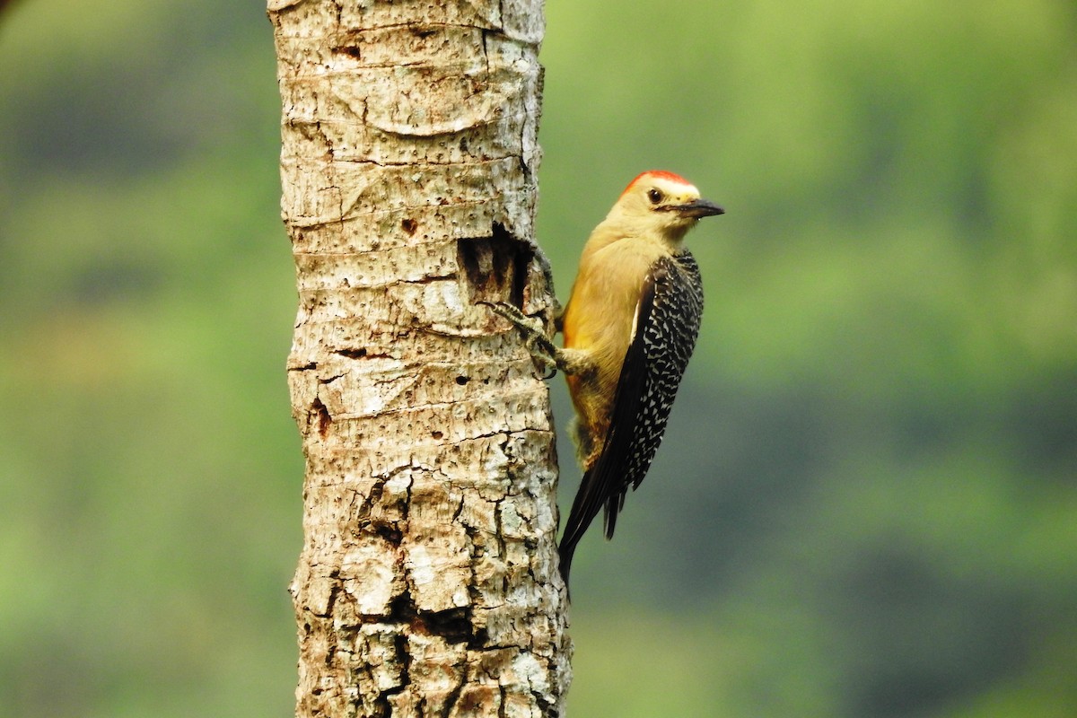 Golden-fronted Woodpecker - Pablo Bedrossian