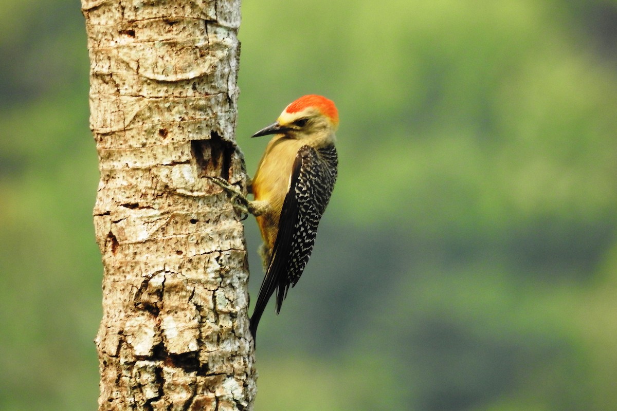 Golden-fronted Woodpecker - ML618972574