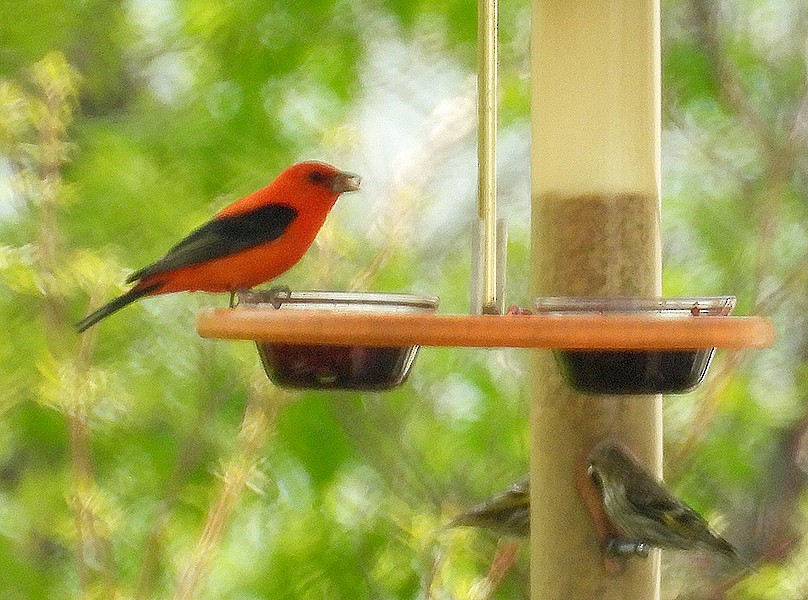 Scarlet Tanager - ML618972581