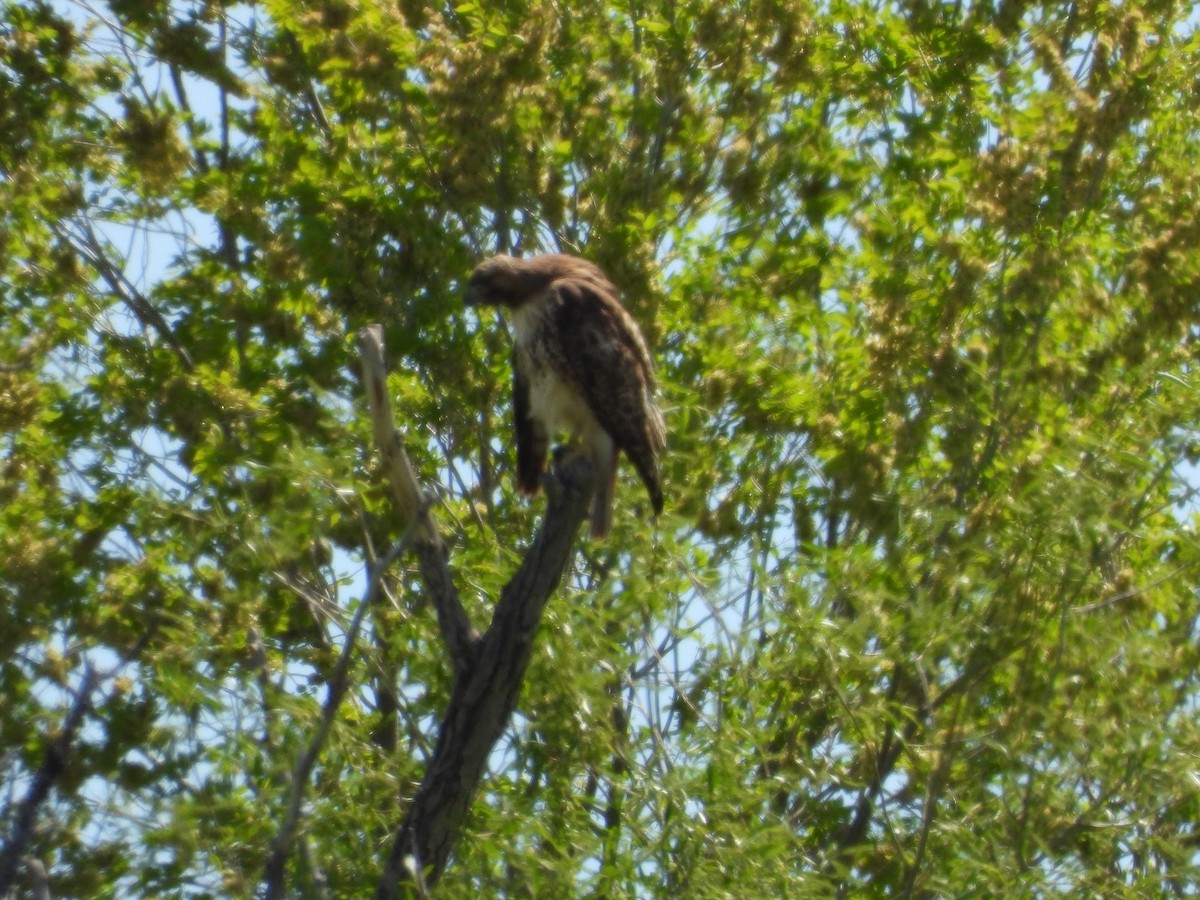 Red-tailed Hawk - ML618972612
