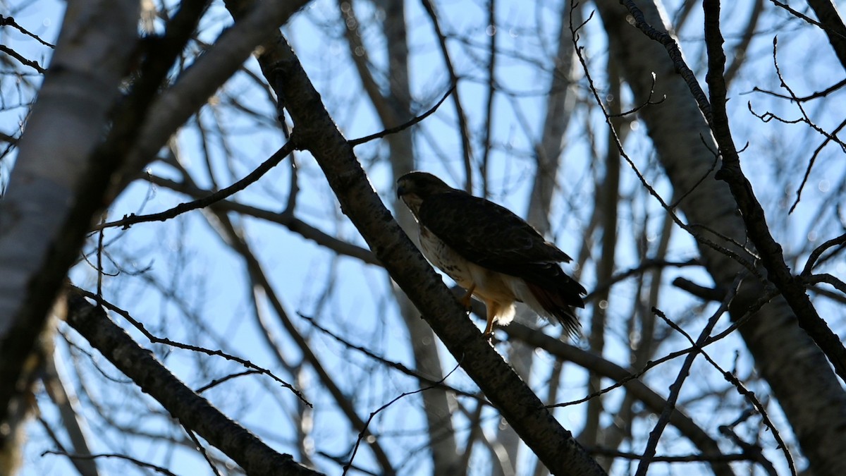 Red-tailed Hawk - ML618972690