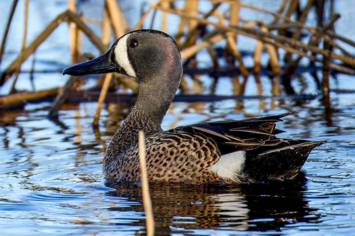 Blue-winged Teal - ML618972740