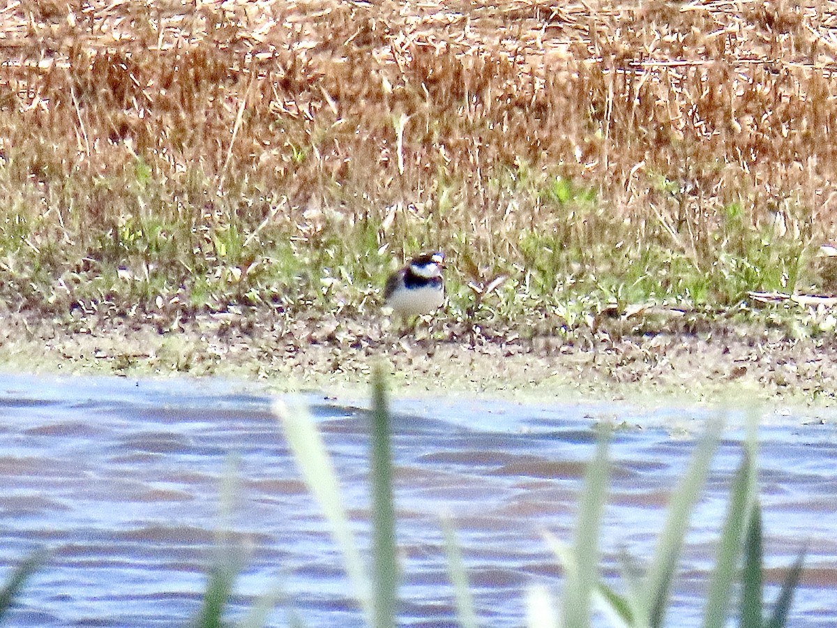 Semipalmated Plover - ML618972742