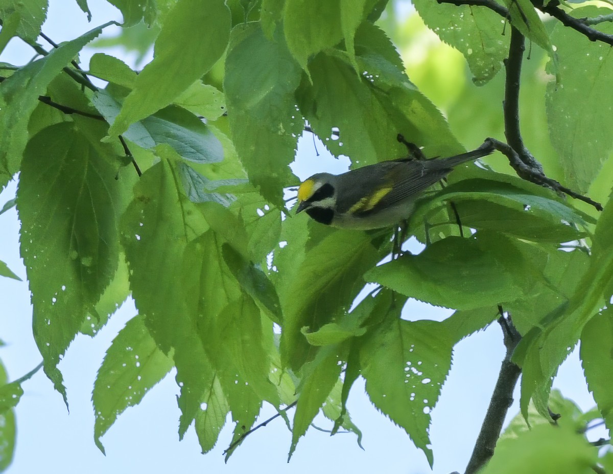 Golden-winged Warbler - ML618972766