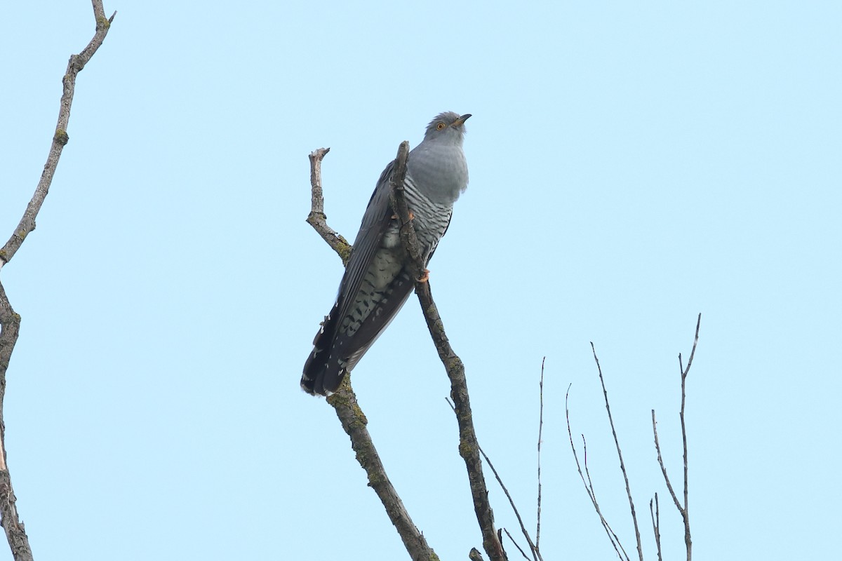 Common Cuckoo - ML618972768