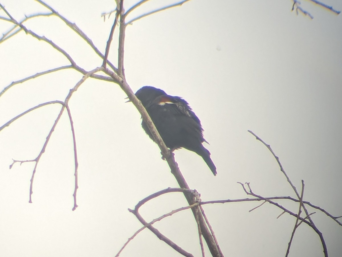 Tricolored Blackbird - ML618972807
