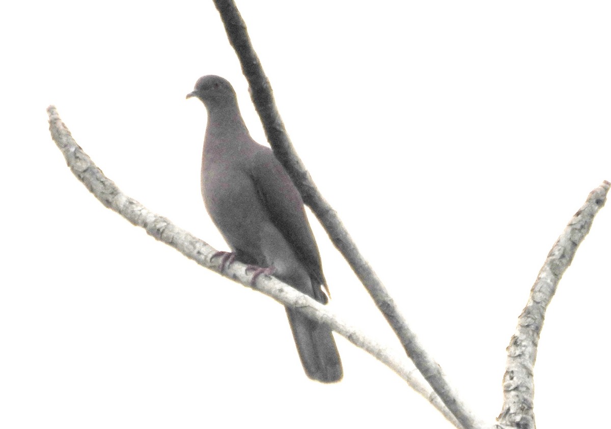 Pale-vented Pigeon - Pablo Bedrossian