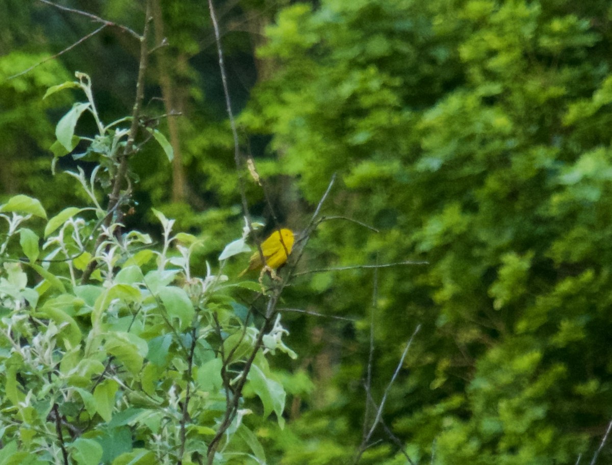 Yellow Warbler - Al Cadesky