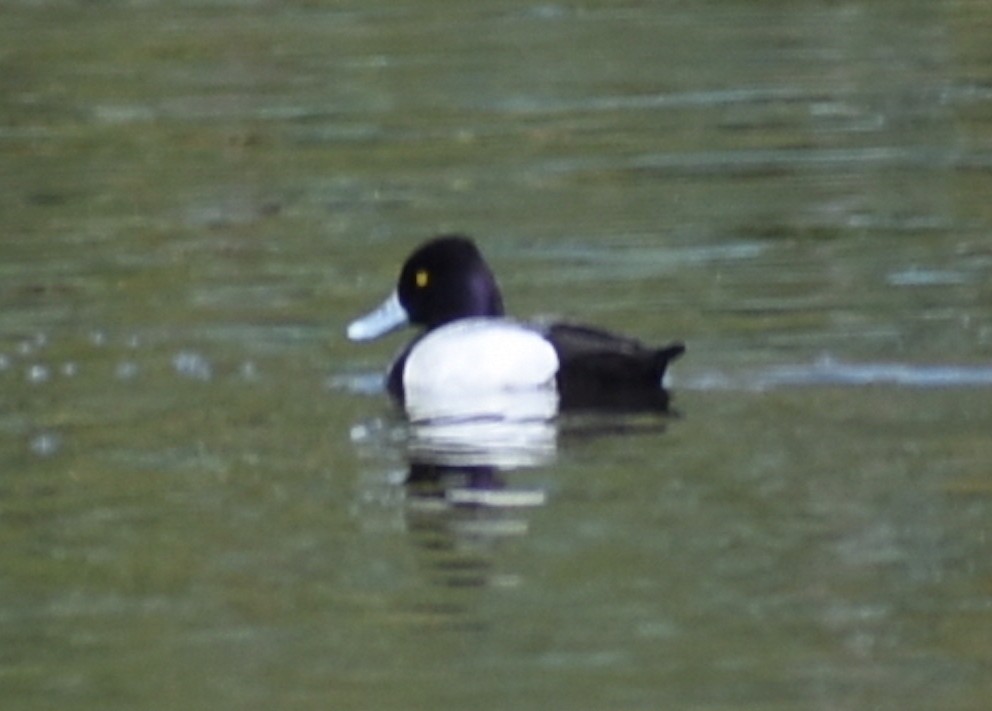 Lesser Scaup - M. Rogers