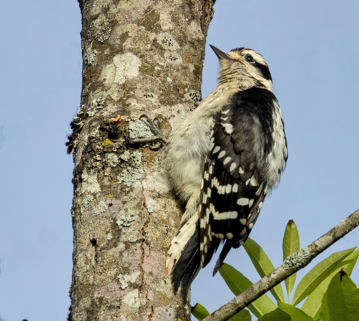 Downy Woodpecker - ML618972845