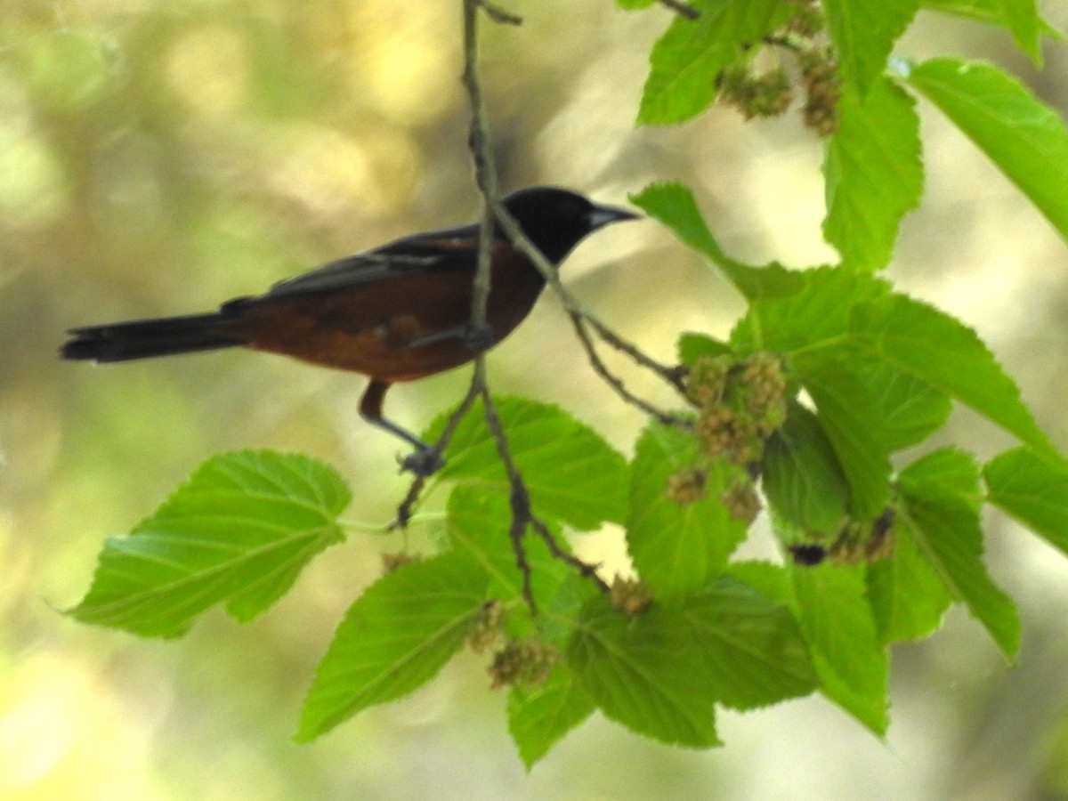 Orchard Oriole - ML618972902