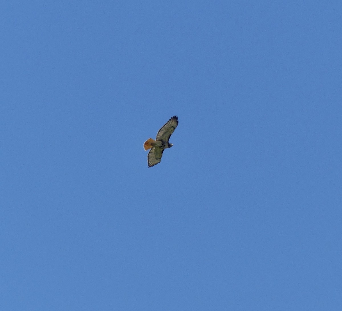 Red-tailed Hawk - ML618972935
