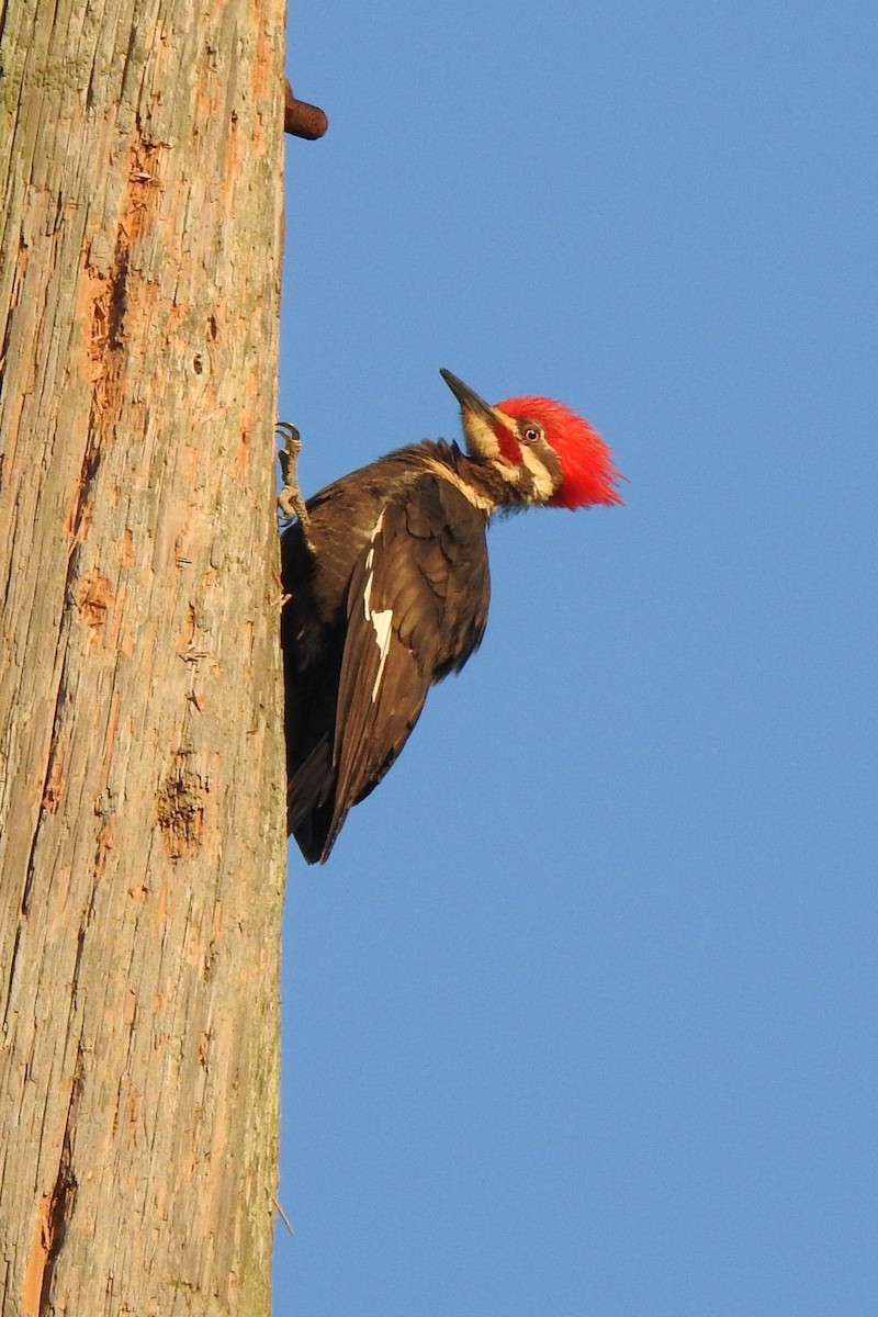 Pileated Woodpecker - ML618972965