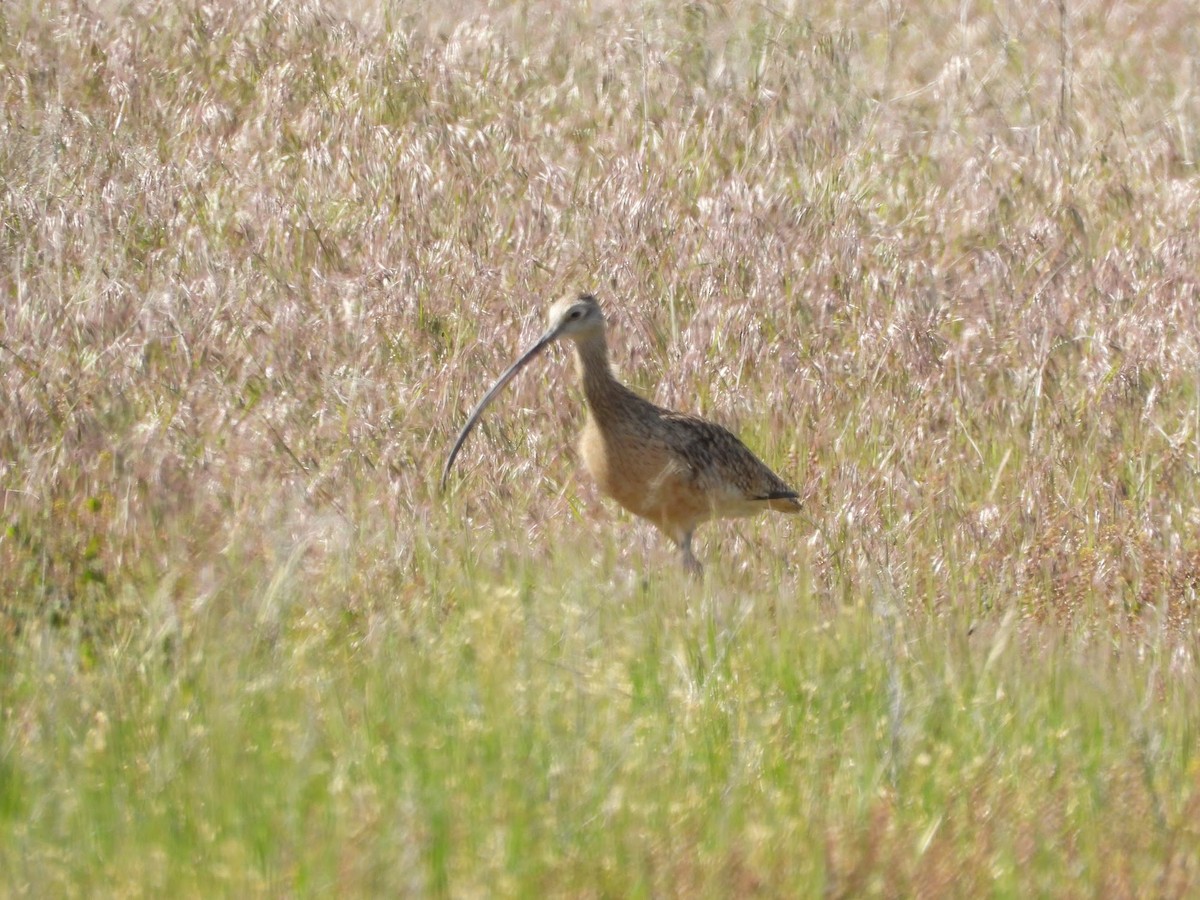 Long-billed Curlew - ML618973008