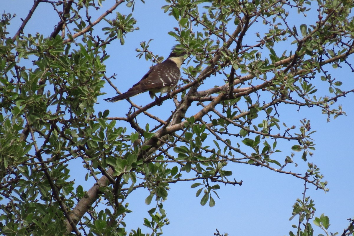 Great Spotted Cuckoo - ML618973032