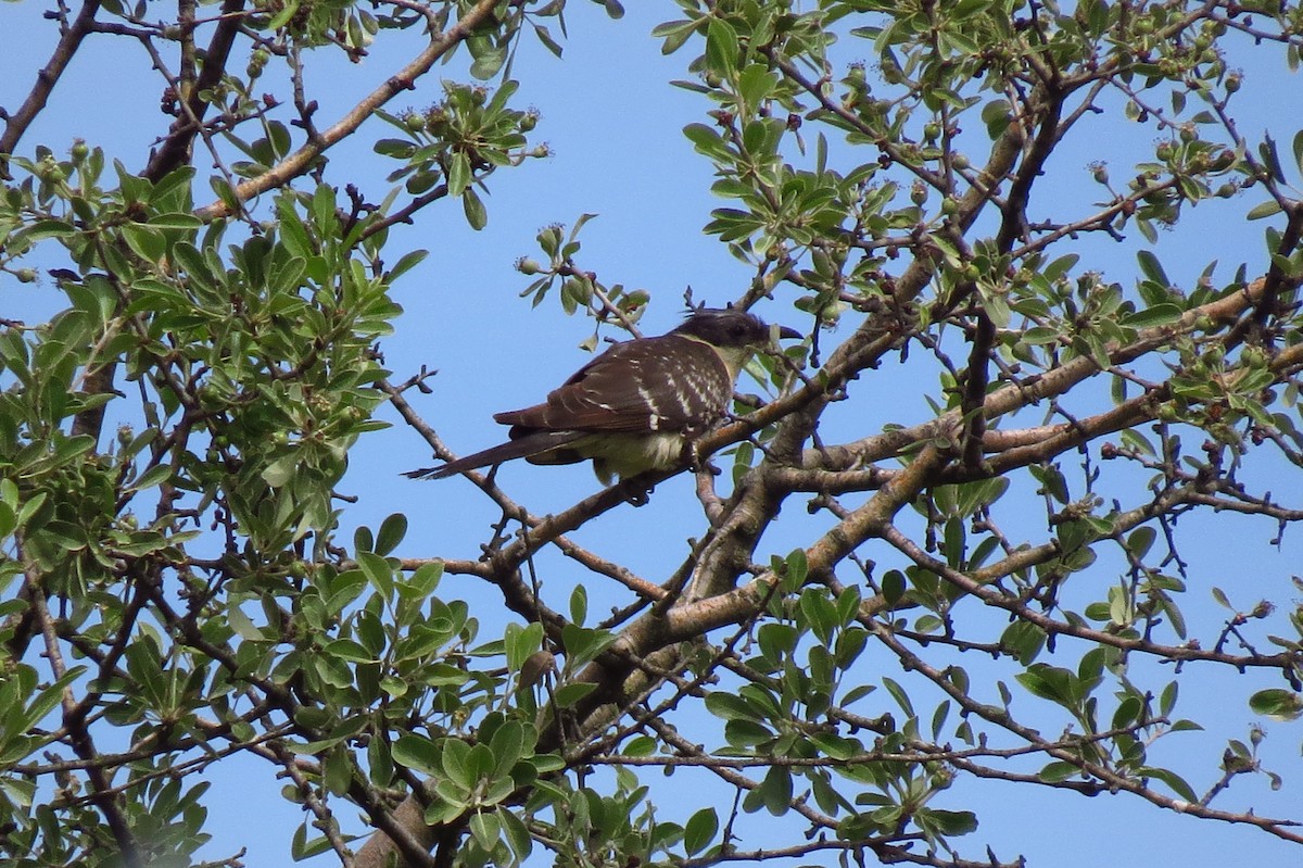 Great Spotted Cuckoo - ML618973033