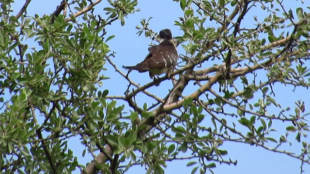 Great Spotted Cuckoo - ML618973043