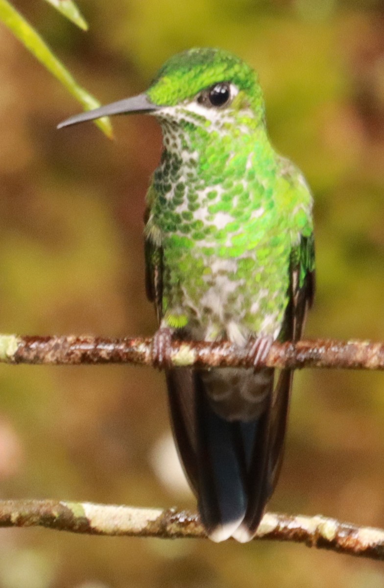 Green-crowned Brilliant - ML618973085