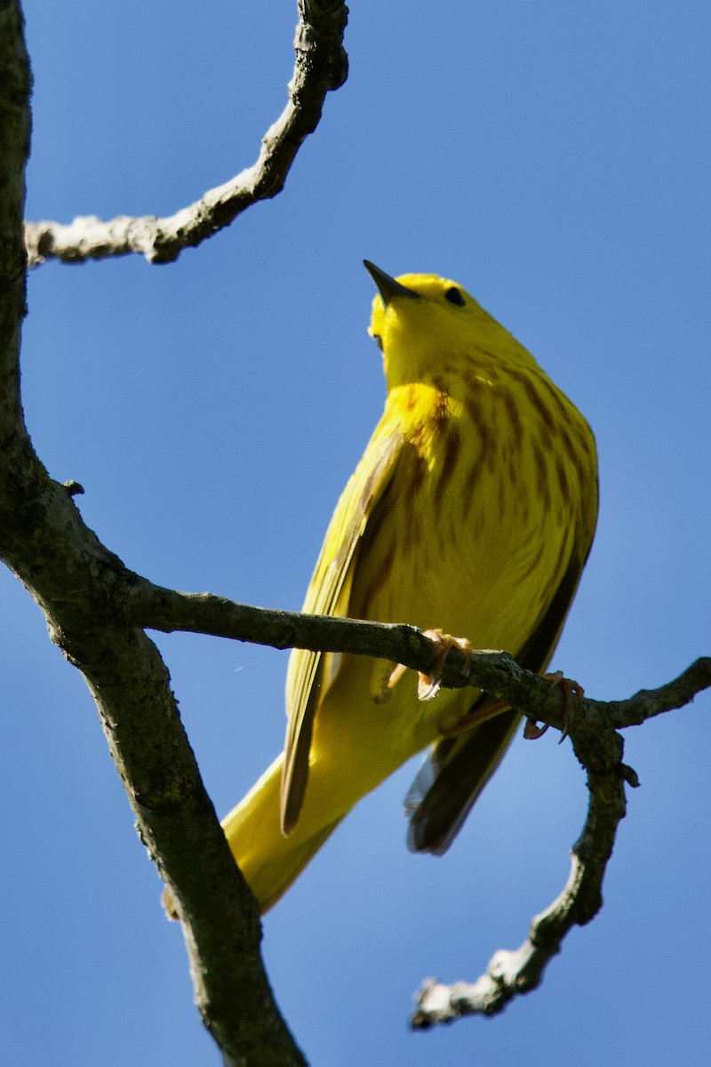 Yellow Warbler - Scott Buchanan