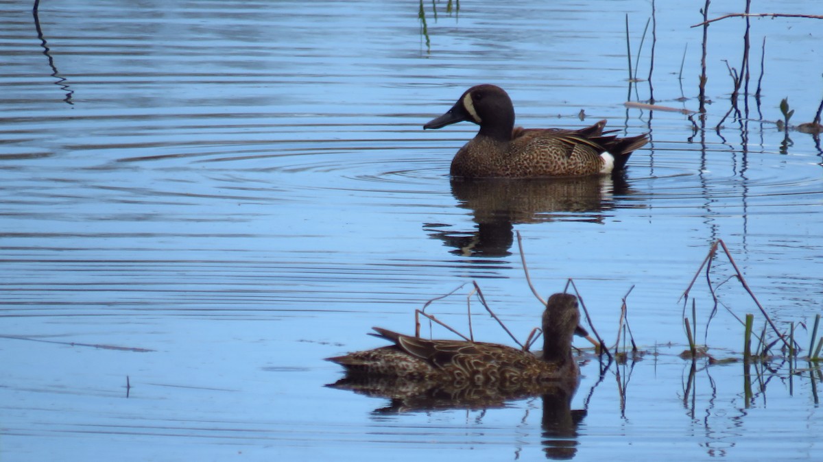Blue-winged Teal - ML618973236