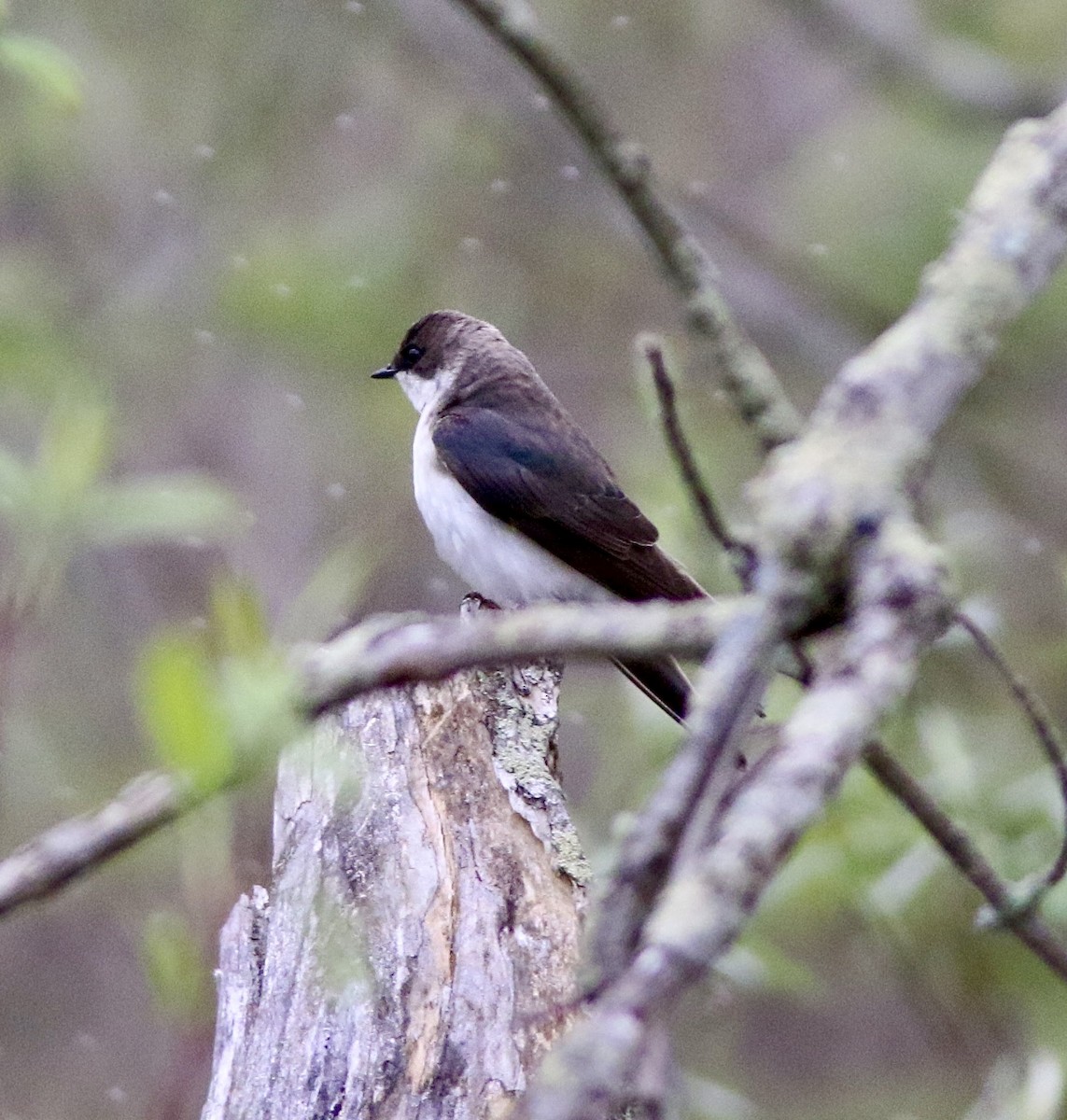 Northern Rough-winged Swallow - ML618973263