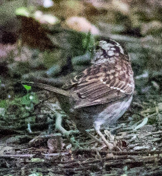 White-throated Sparrow - ML618973273