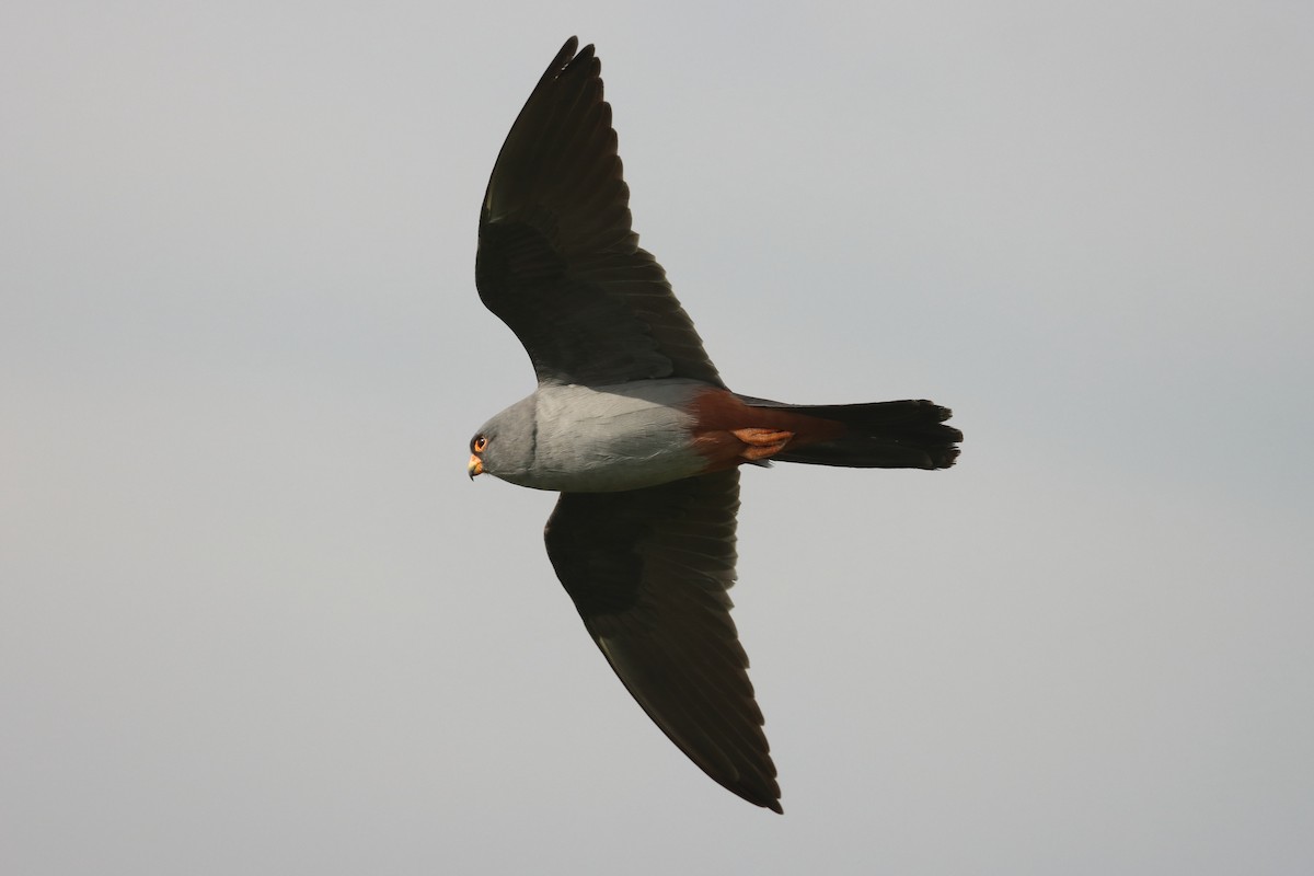 Red-footed Falcon - ML618973301