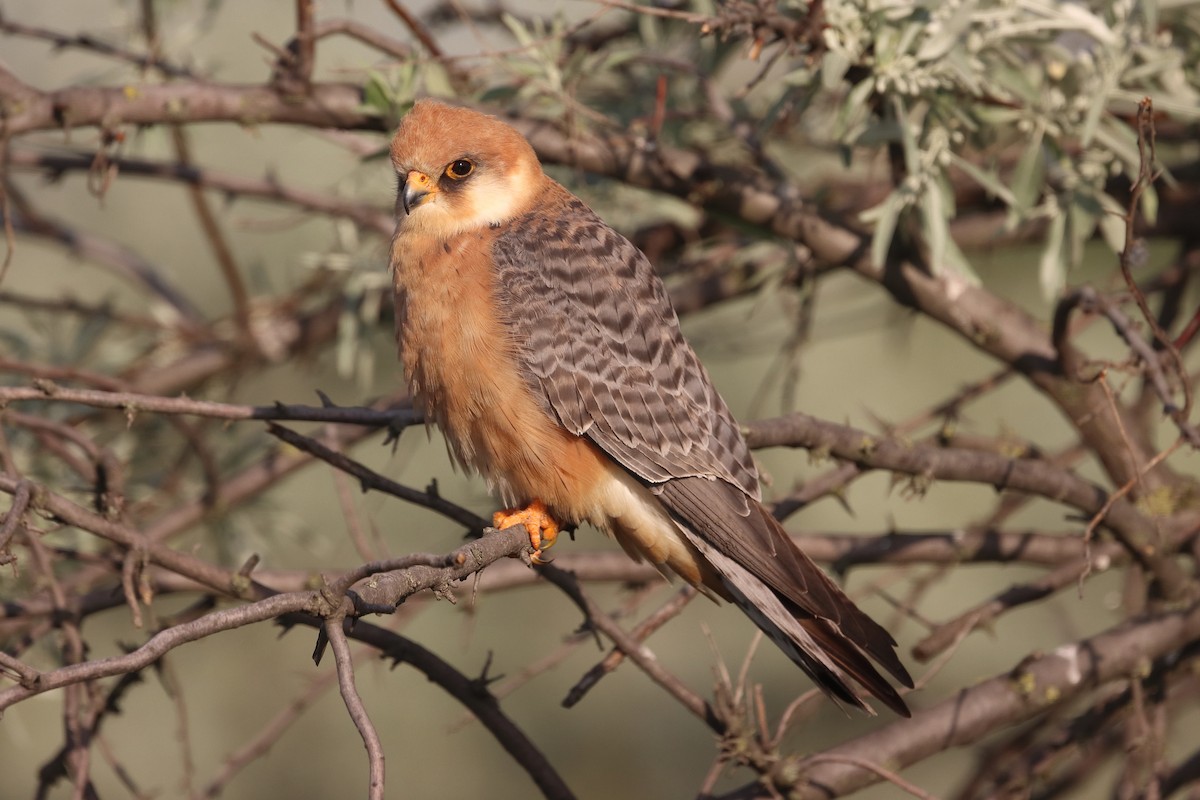 Red-footed Falcon - ML618973305